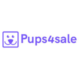 Australian Stumpy Tail Cattle Dog puppies for sale Australia