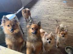 8 months old Pomeranians need new homes
