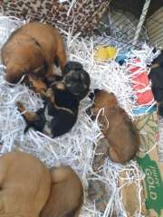 Cute Pugalier ( Pug x Cavalier King Charlse Spaniel) Puppies