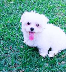 pure breed Maltese pups