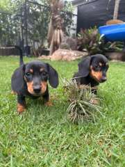 Mini Dachshund Puppies