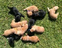 Springador Puppies