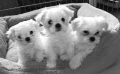 pure breed Maltese pups