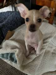 Chihuahua Puppy for sale