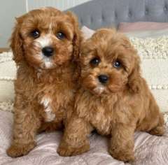 Cavoodle puppies for sale