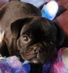 Beautiful little male Frug puppy 🐶 