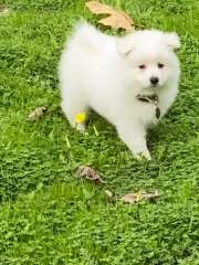 Japanese Spitz Puppies